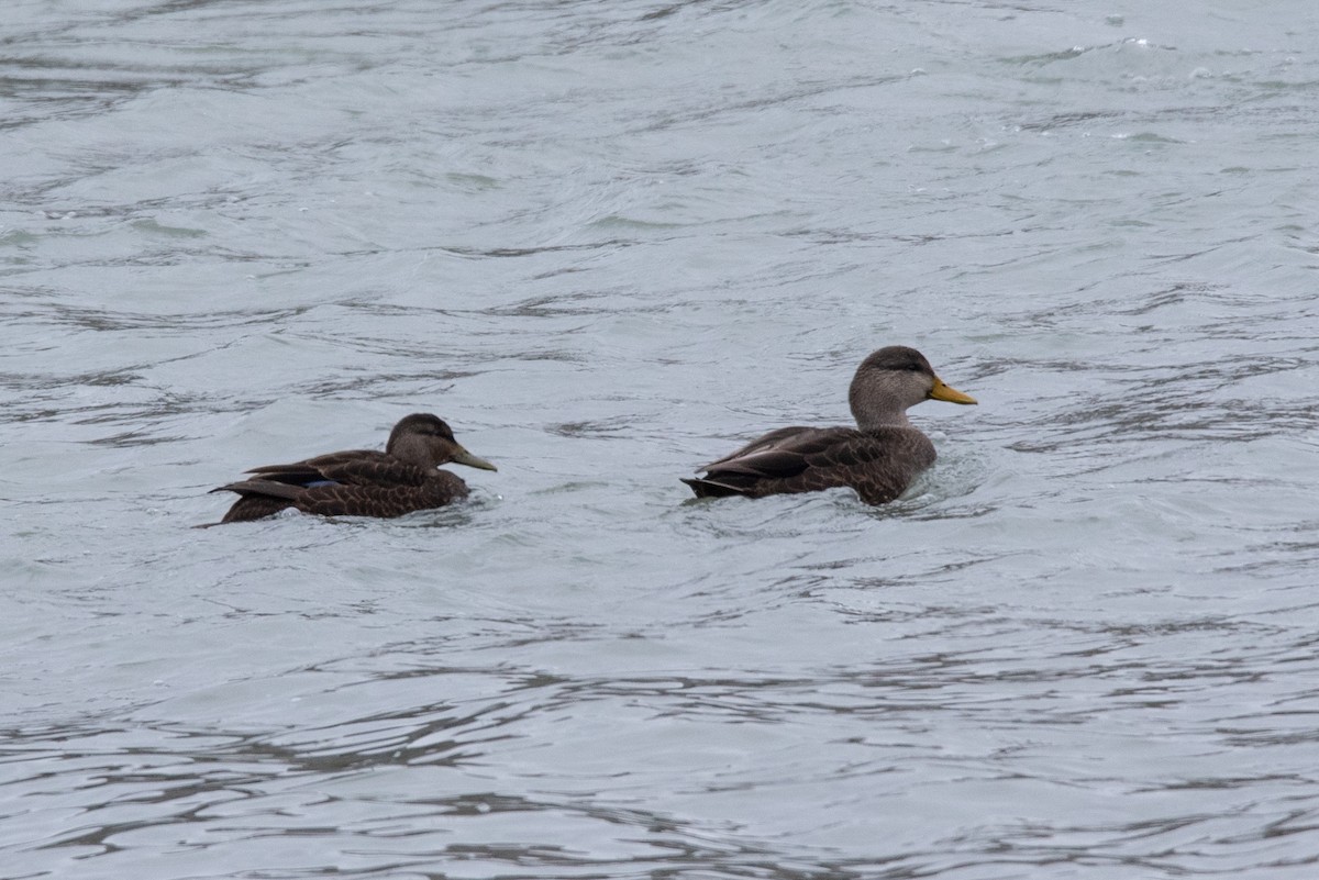 American Black Duck - ML288515181