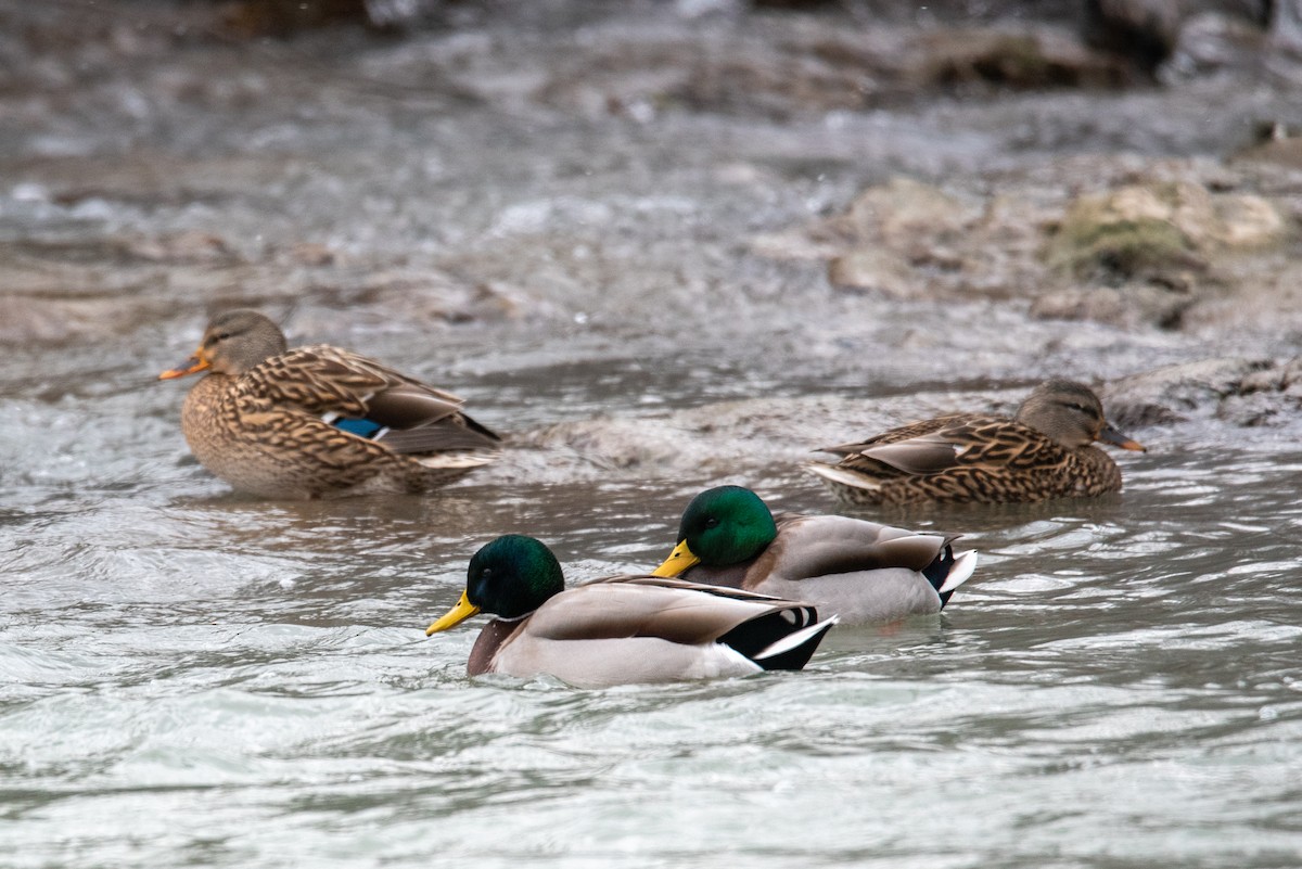 Canard colvert - ML288516311