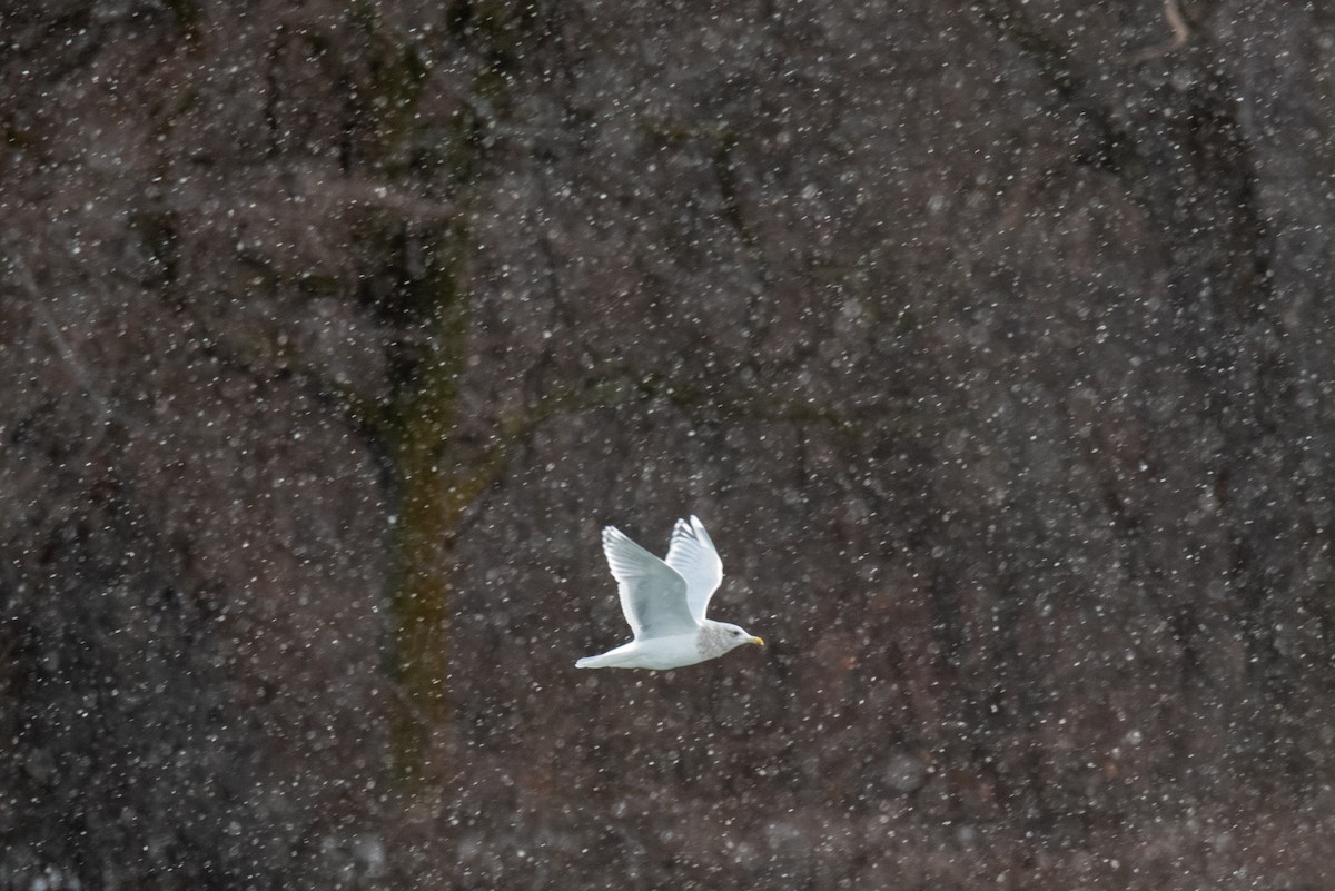 Iceland Gull - ML288516381