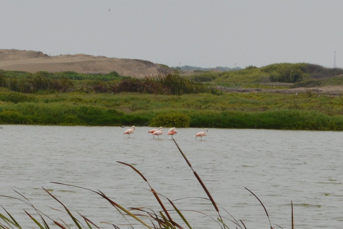 Chilean Flamingo - ML28851651