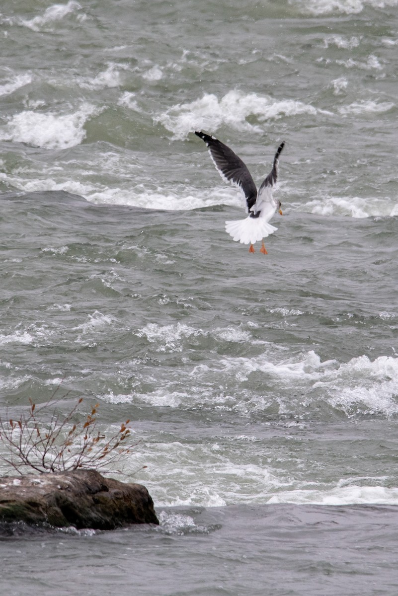 Lesser Black-backed Gull - ML288516571