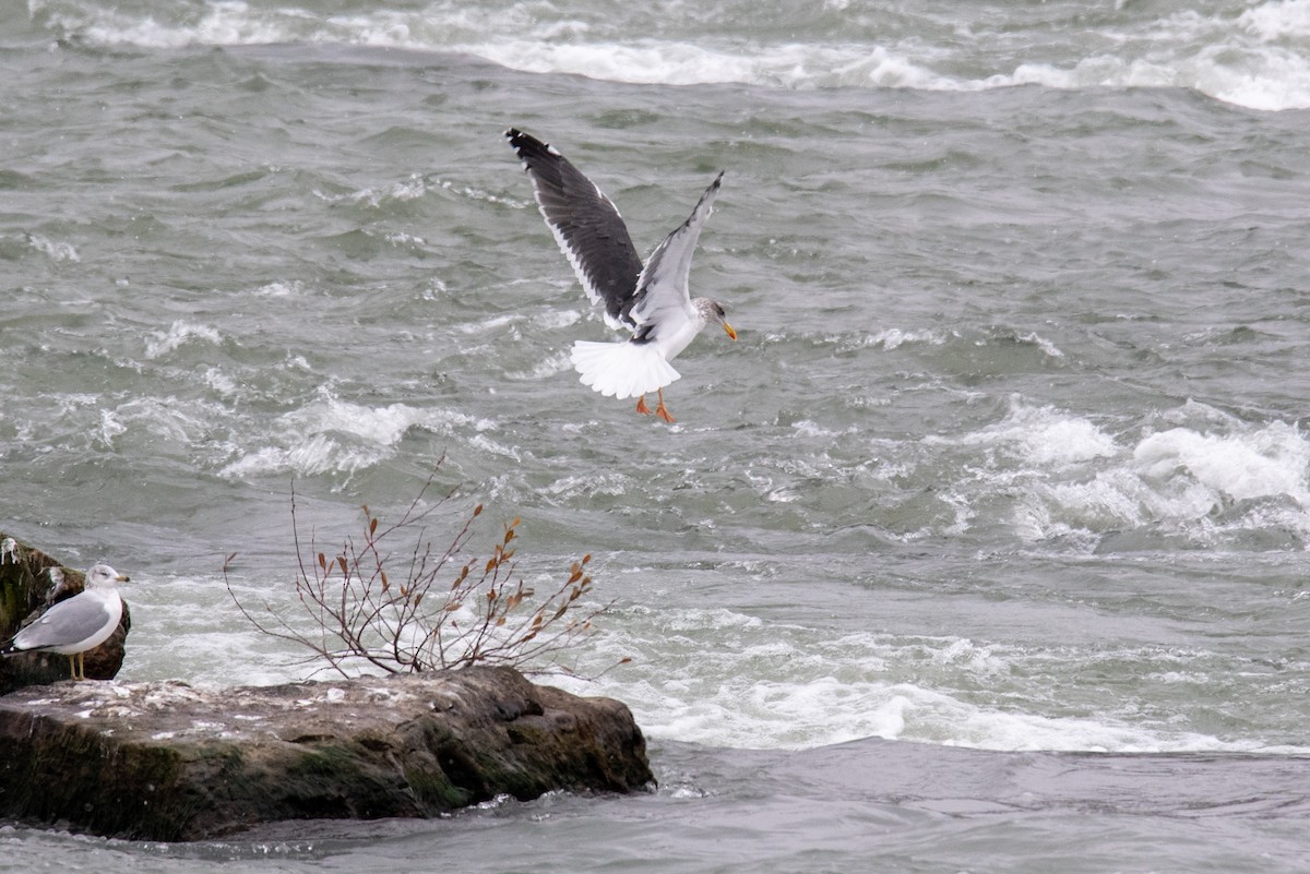 Lesser Black-backed Gull - ML288516601