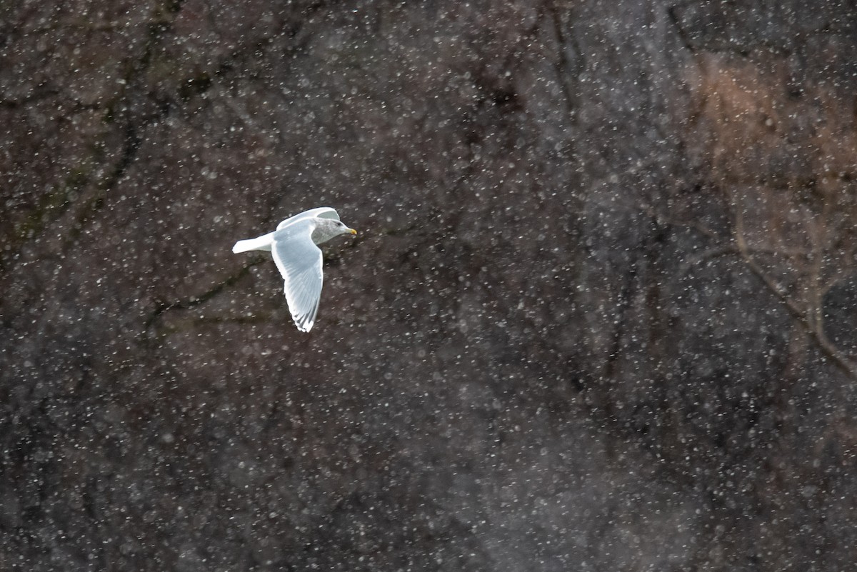 Iceland Gull - ML288516611