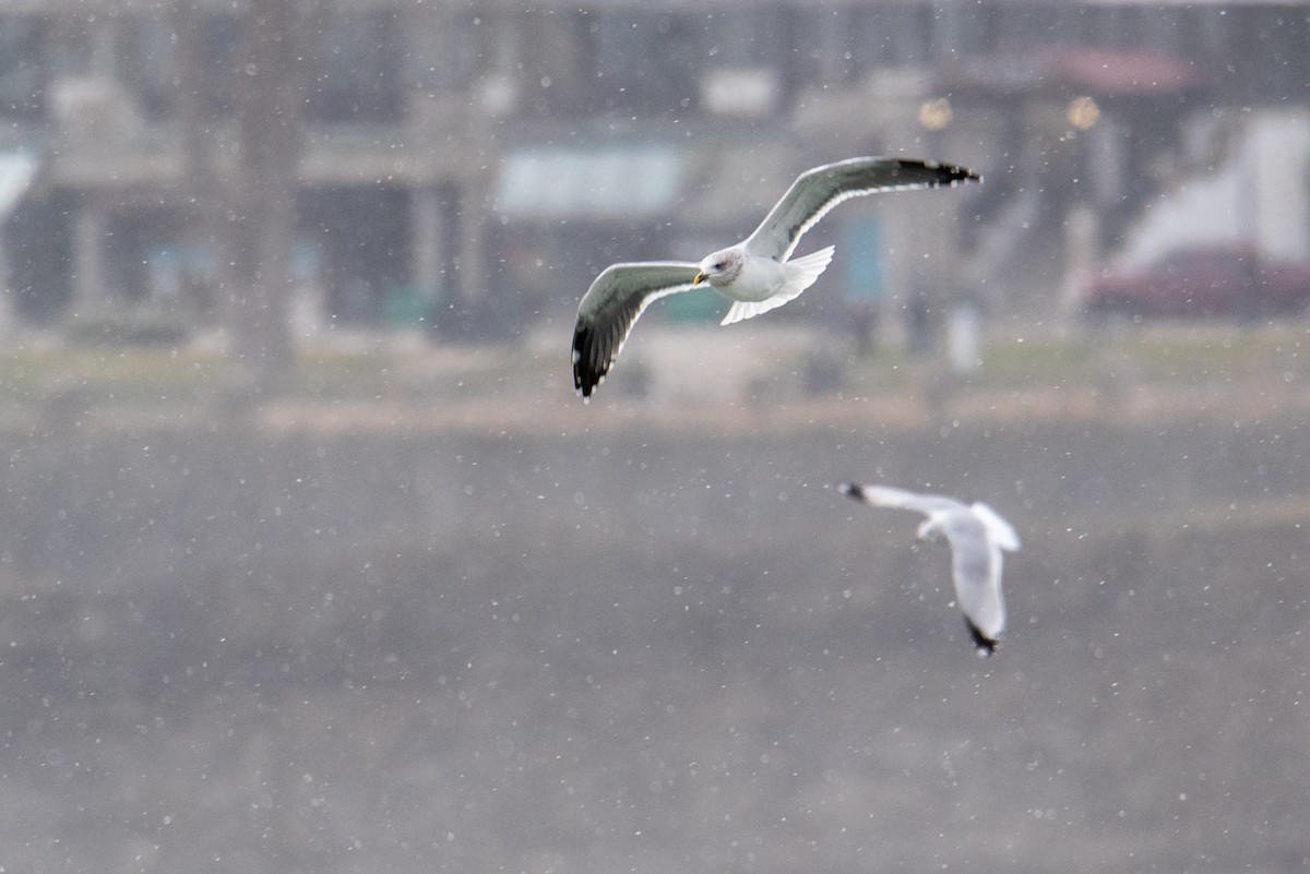 Lesser Black-backed Gull - ML288516651