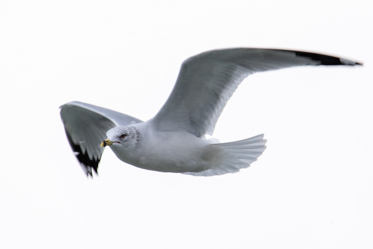 Ring-billed Gull - ML288516691