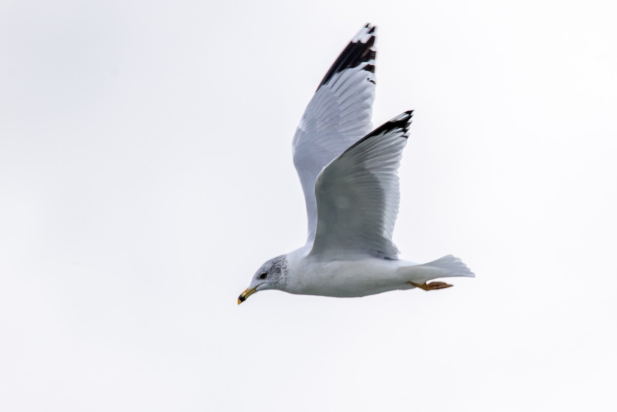 Ring-billed Gull - ML288516711