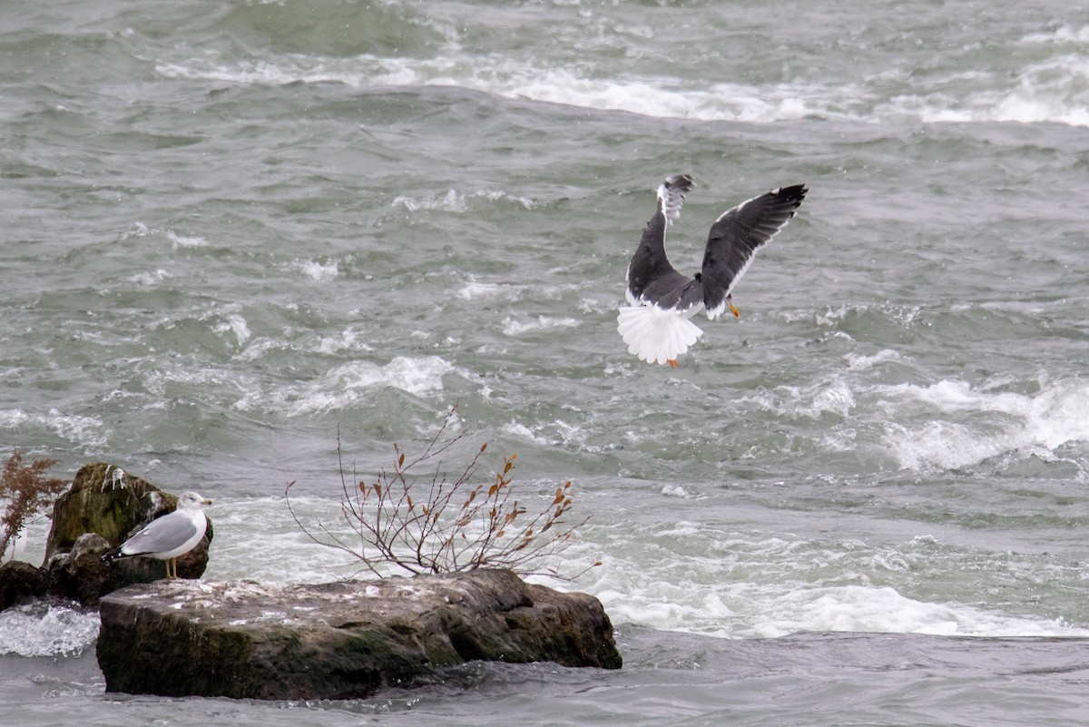 Lesser Black-backed Gull - ML288516751