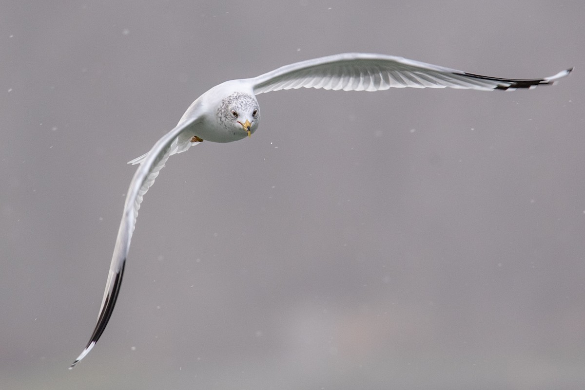 Ring-billed Gull - Ian Campbell