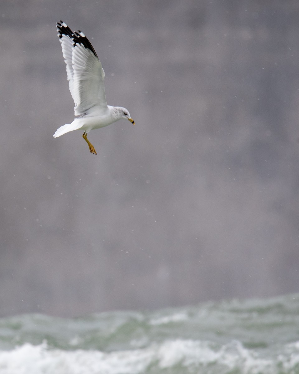 Ring-billed Gull - ML288517031