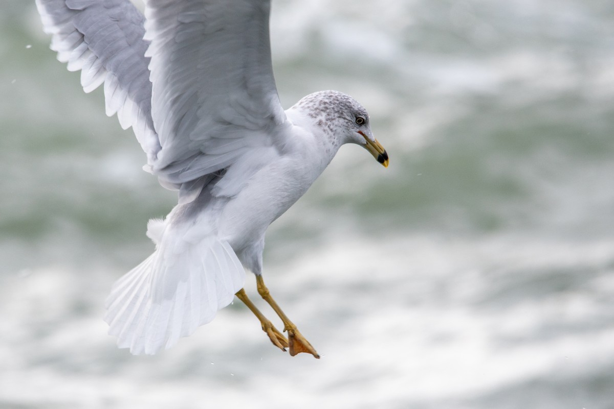 Ring-billed Gull - ML288517261