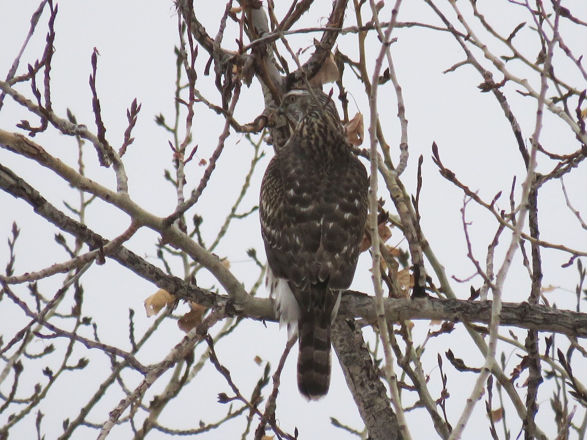 American Goshawk - ML288517281