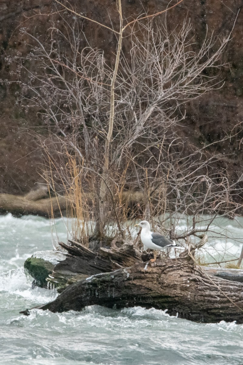 Lesser Black-backed Gull - ML288517531