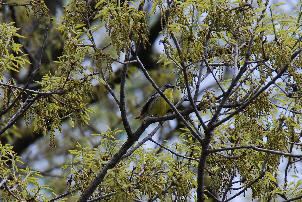 Kirtland's Warbler - Andrew Simon