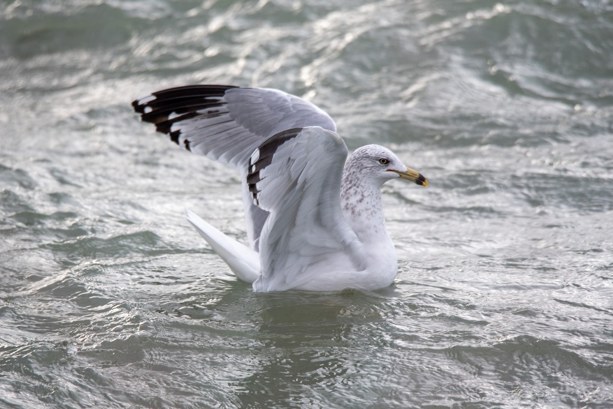 Ring-billed Gull - ML288518521