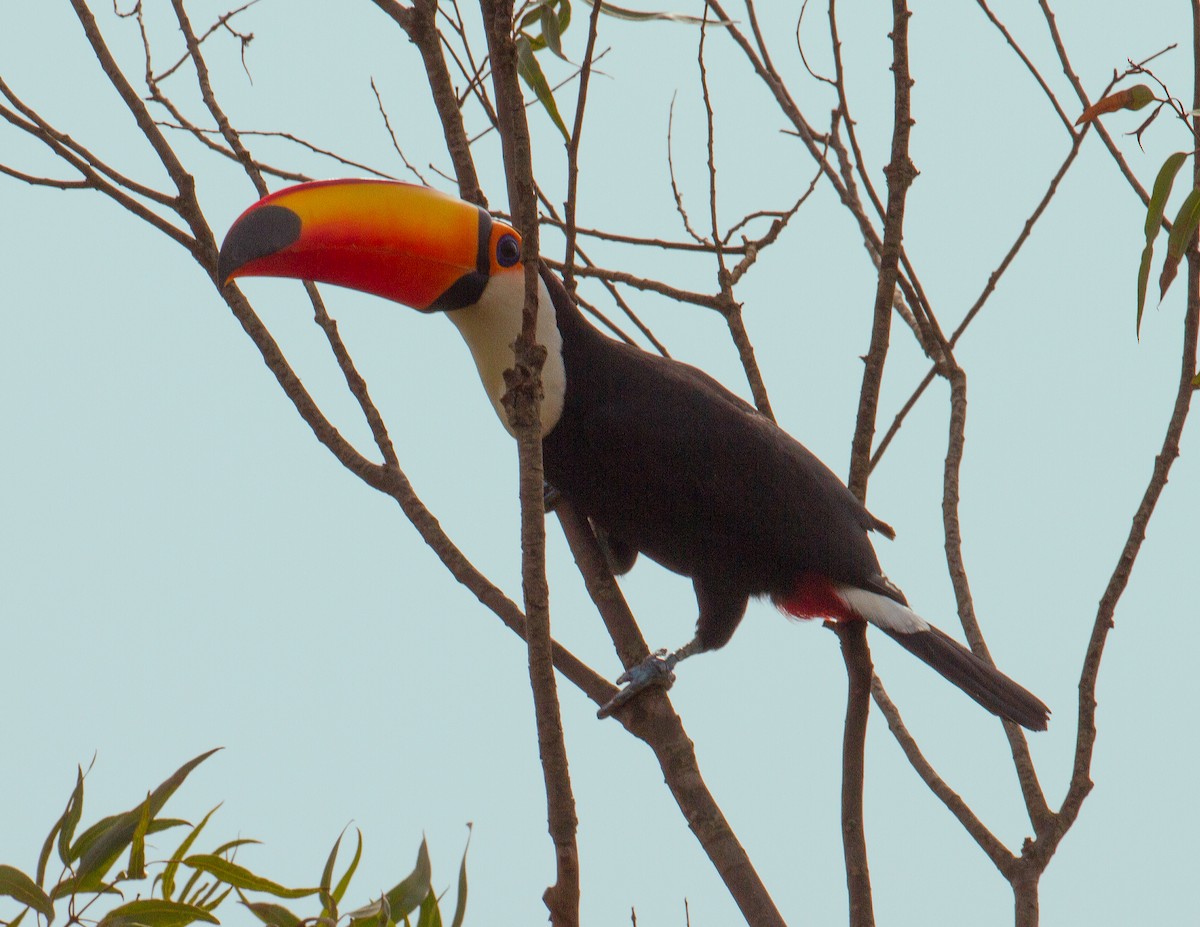 Toco Toucan - ML288521401