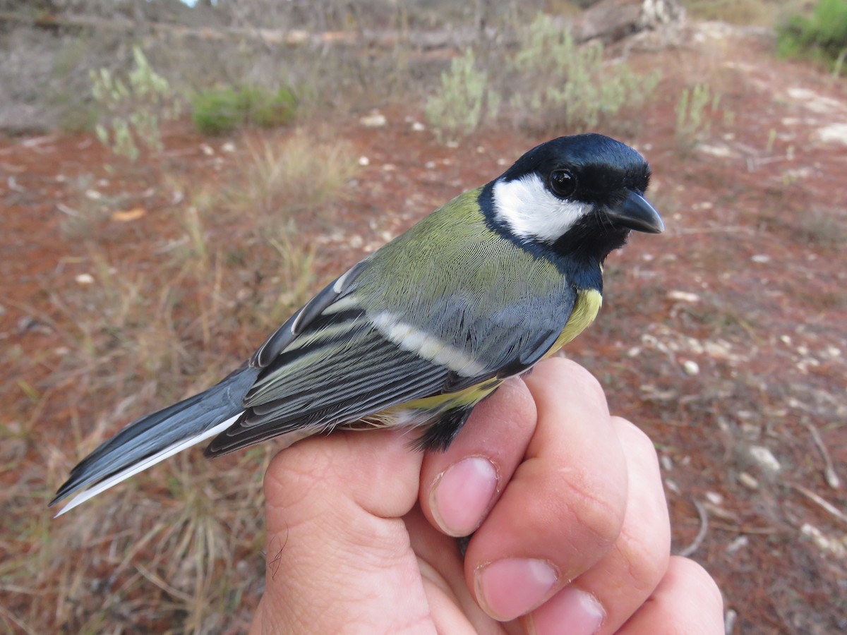 Great Tit - ML288522551