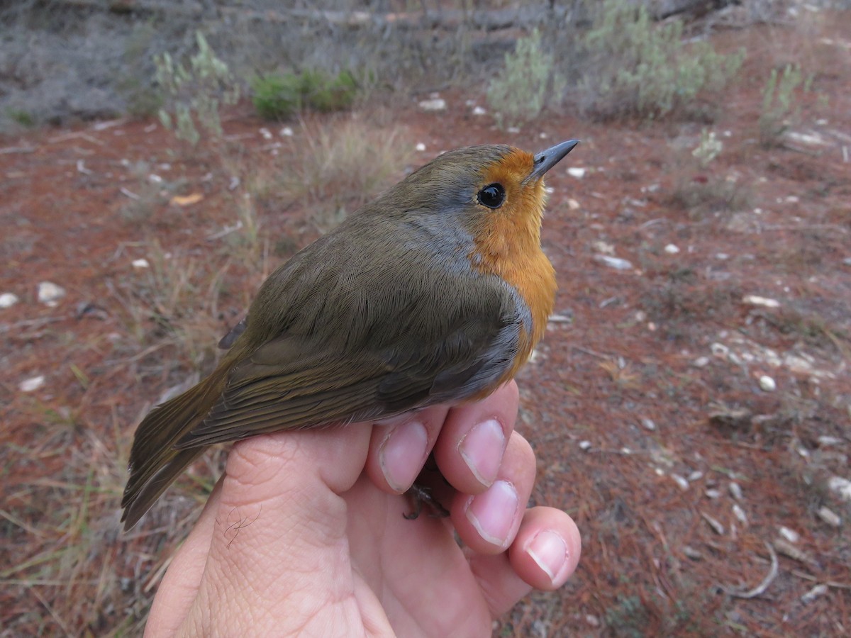 European Robin - ML288522821