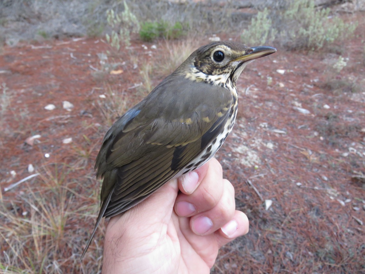 Song Thrush - ML288522911