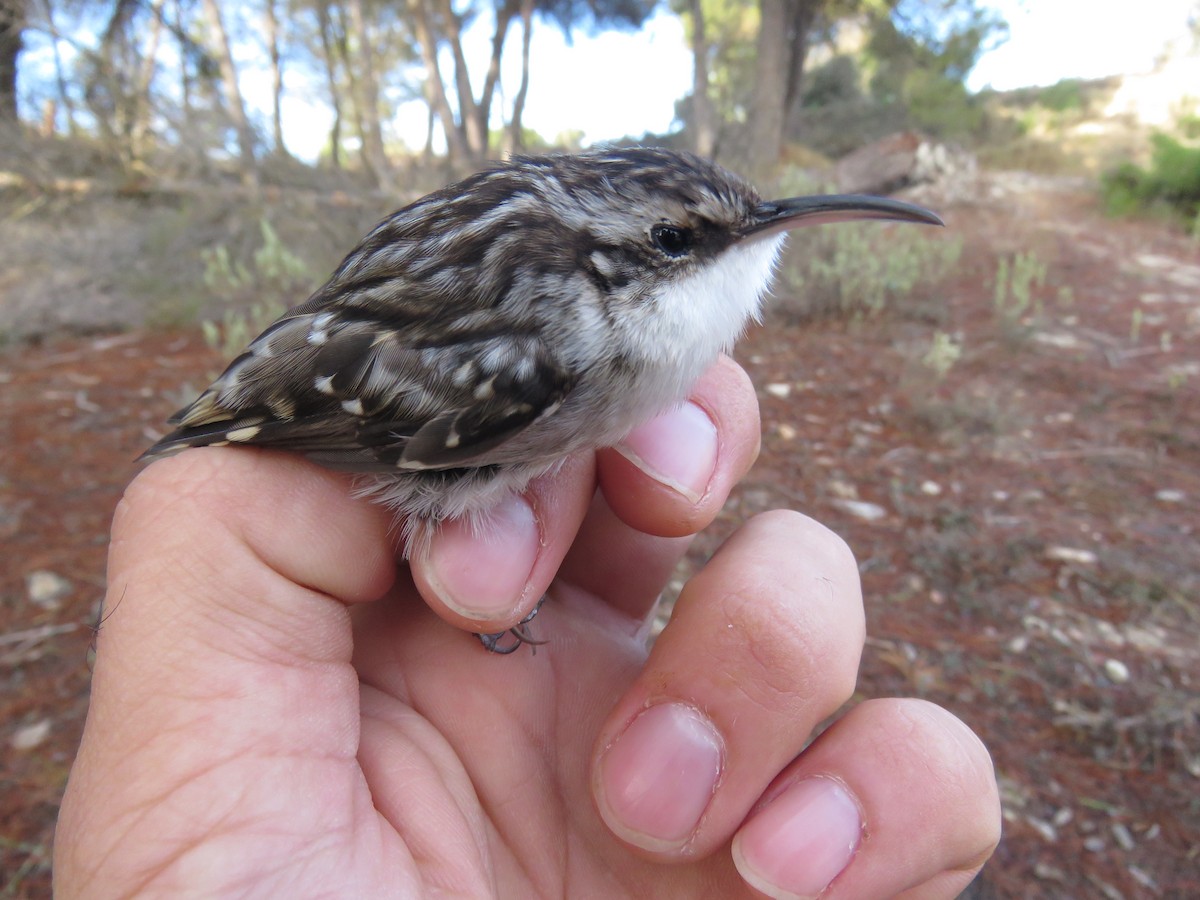 Short-toed Treecreeper - ML288522921