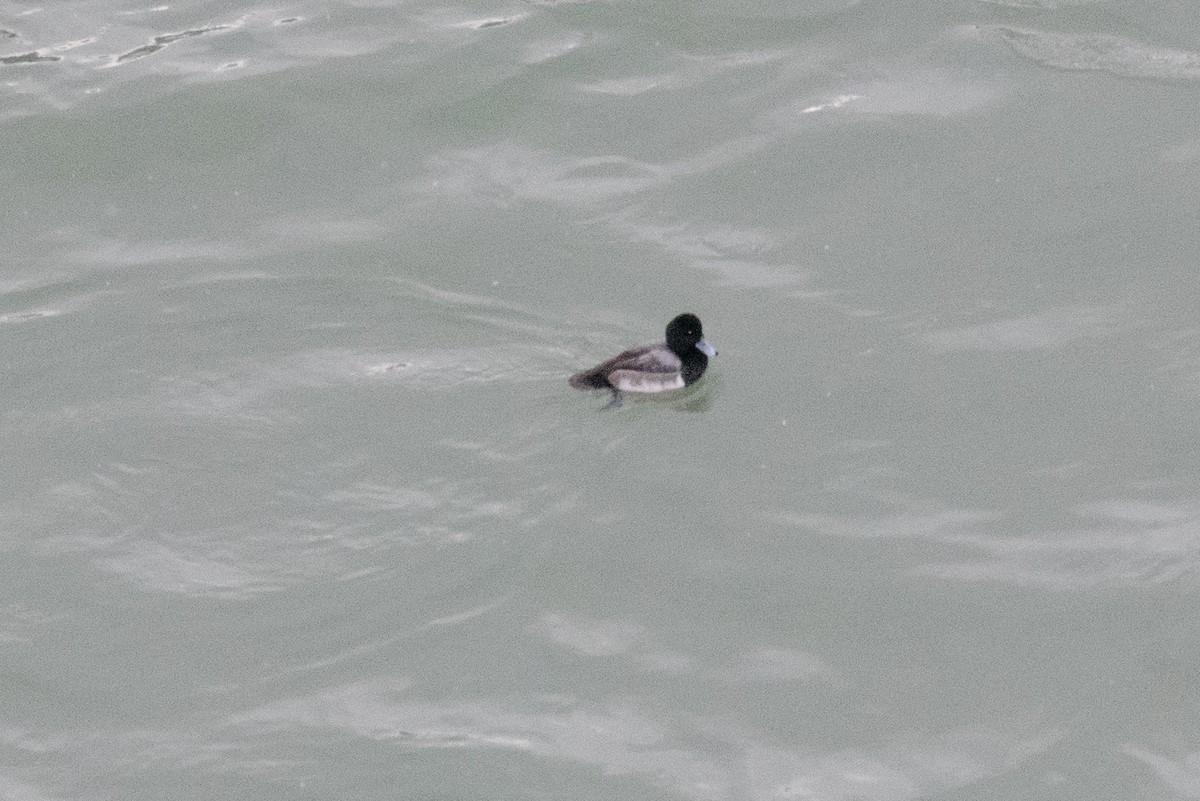 Greater Scaup - ML288525271
