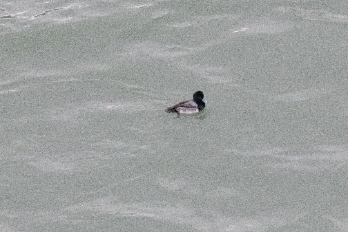 Greater Scaup - Ian Campbell