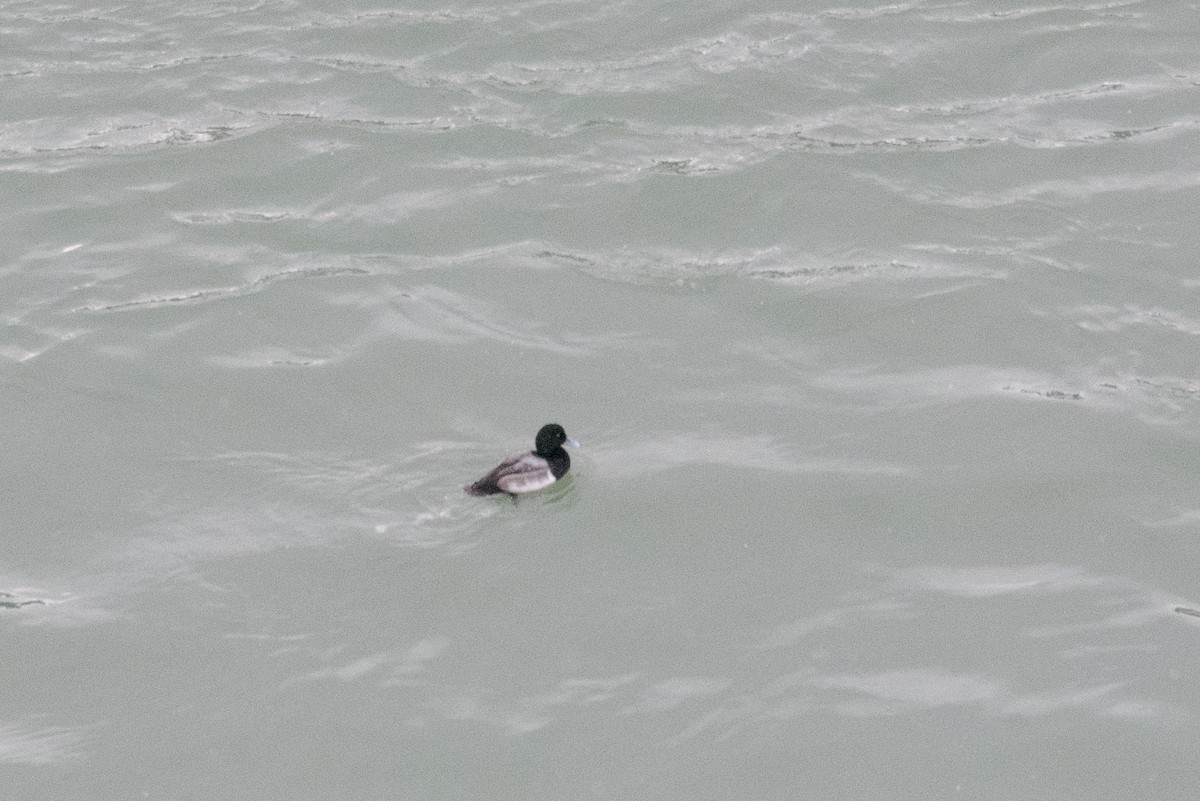 Greater Scaup - ML288525391