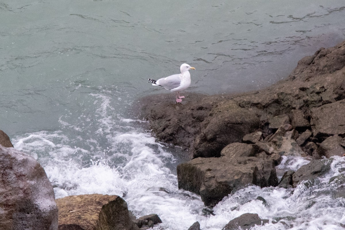 Herring Gull - ML288525541