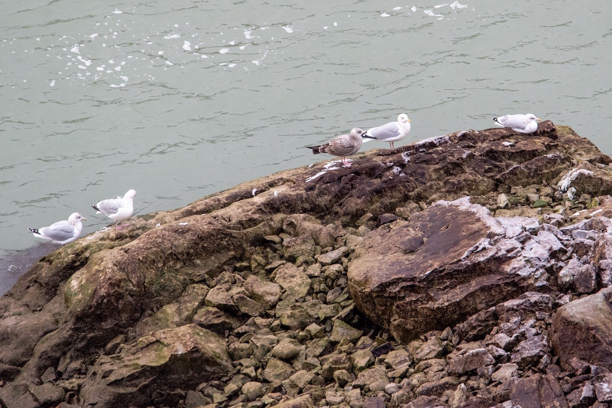 Gaviota Argéntea - ML288525591