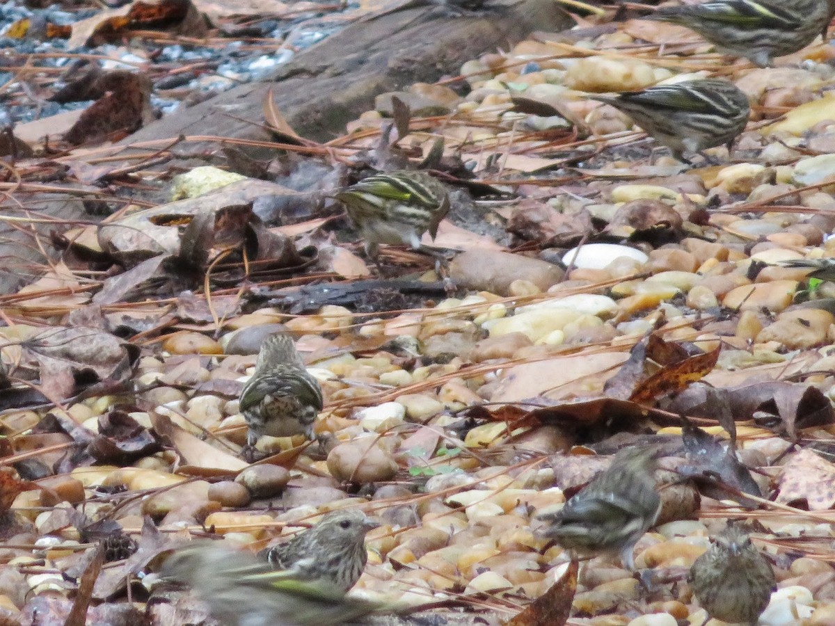 Pine Siskin - Cathy Cornelius