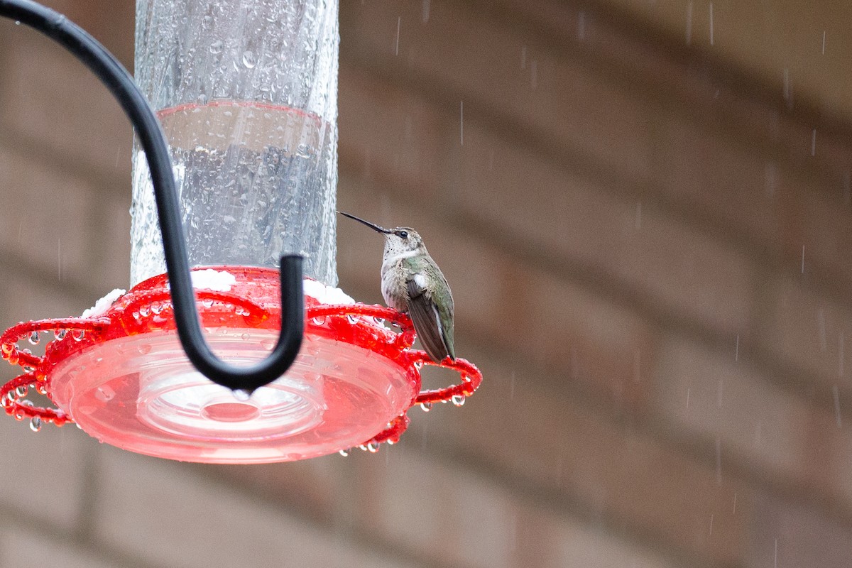 Black-chinned Hummingbird - Marbry Hopkins