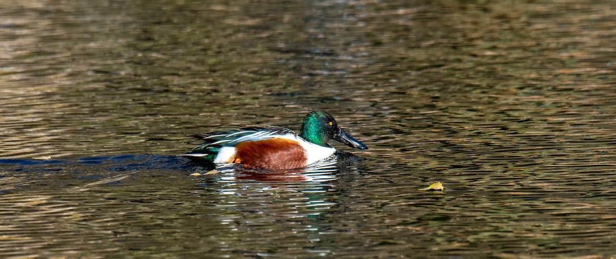 Northern Shoveler - Ched Whitney