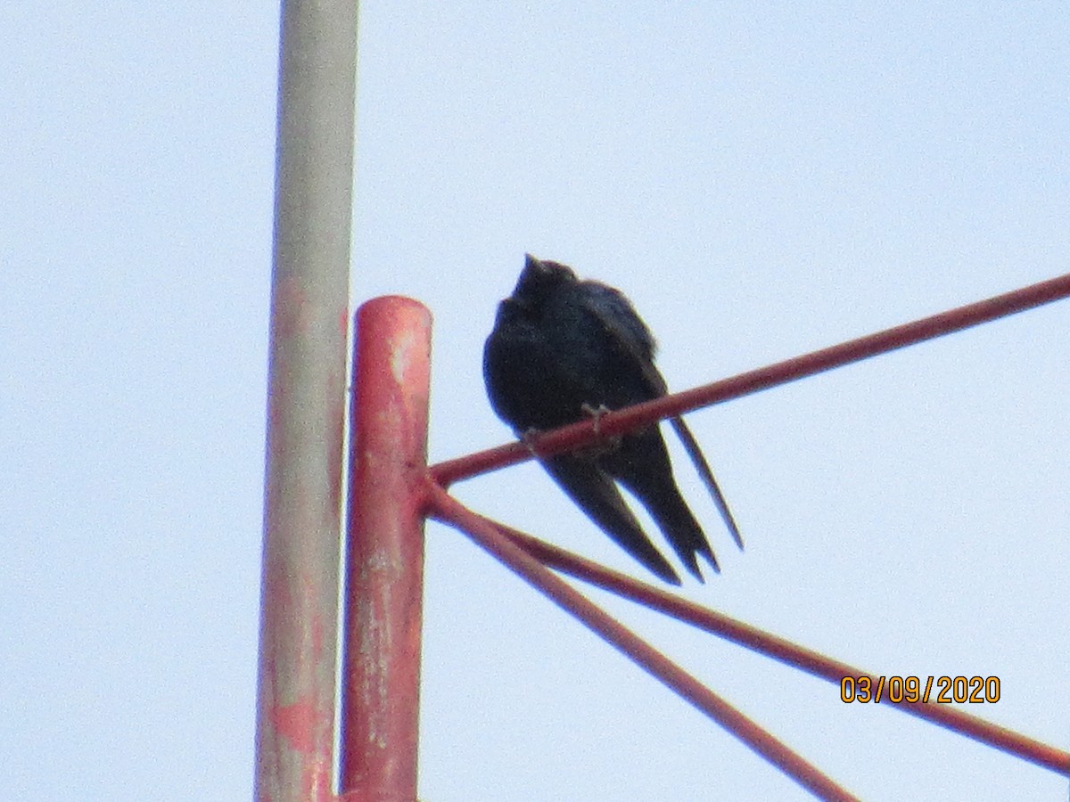 Southern Martin - ML288529531