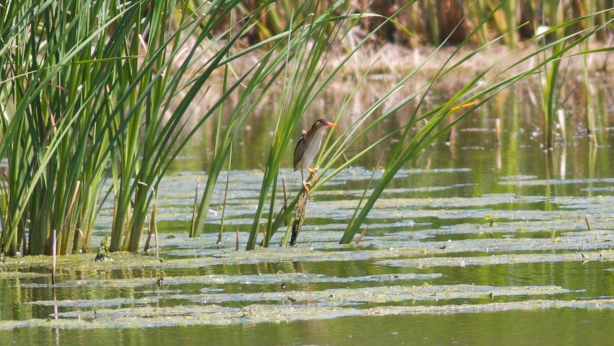 Least Bittern - ML28853041