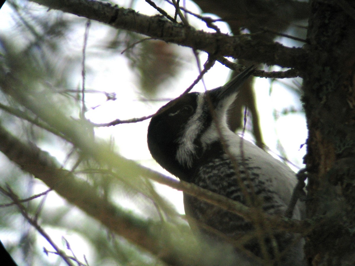 Black-backed Woodpecker - Mike Mahler