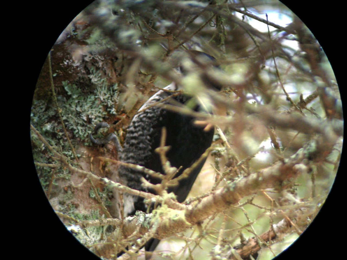Black-backed Woodpecker - ML288530871