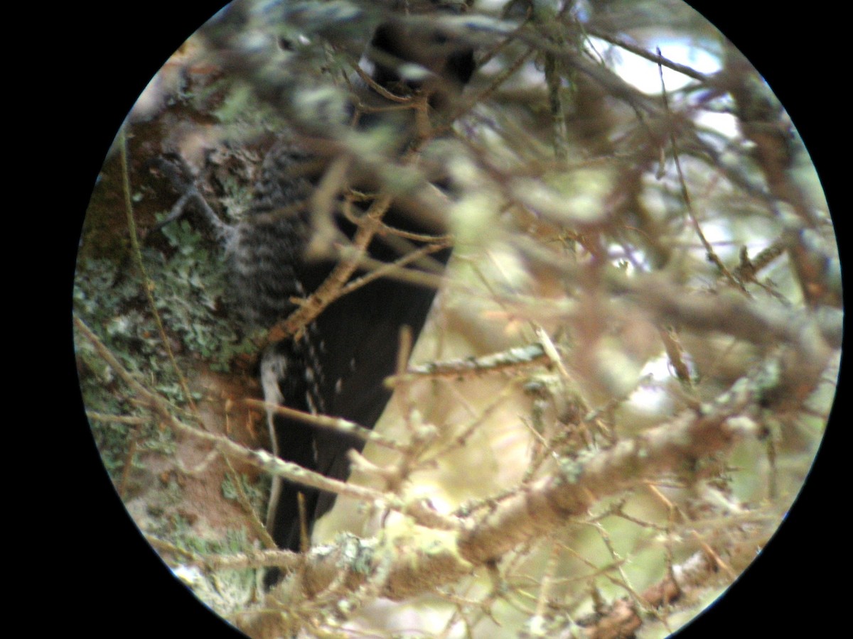 Black-backed Woodpecker - ML288531041
