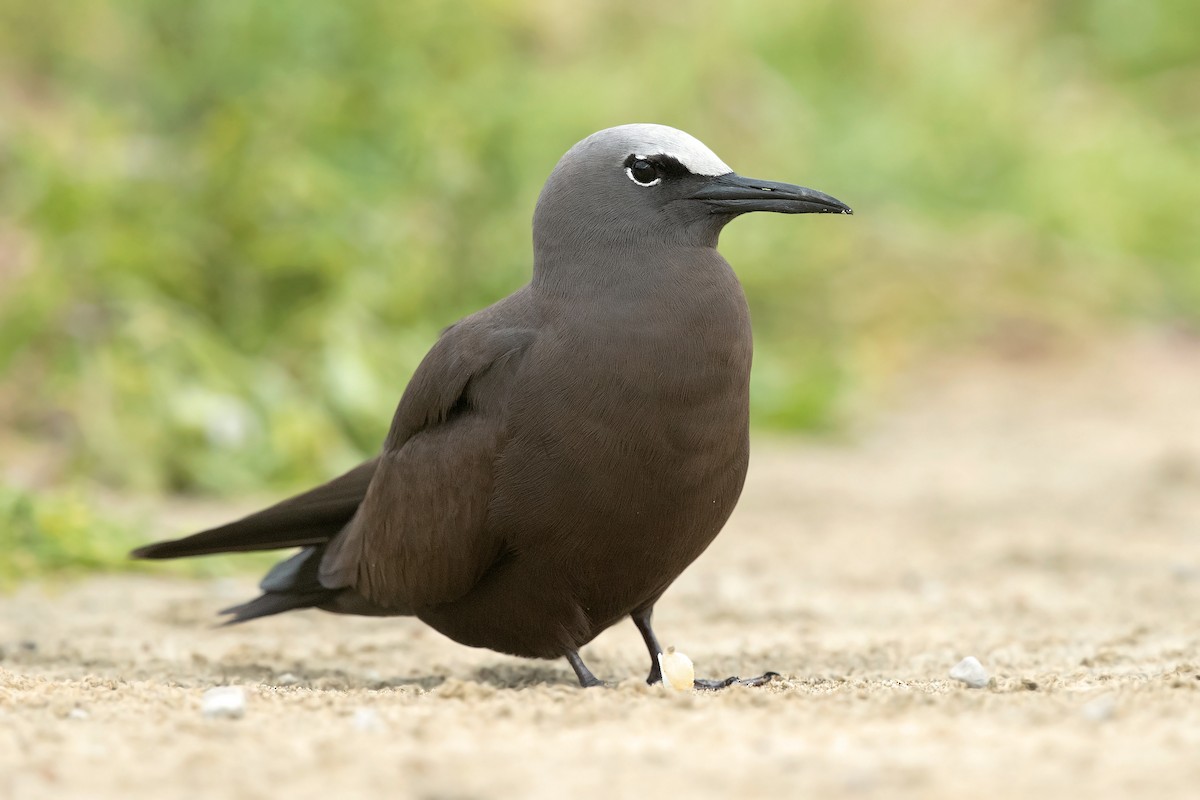 クロアジサシ - ML288531501