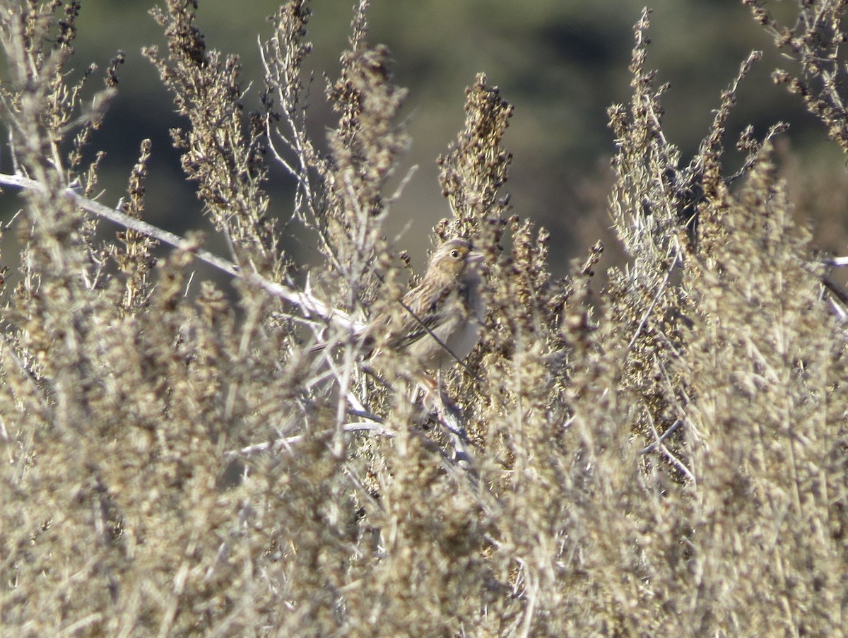 Grasshopper Sparrow - Mike Stiles