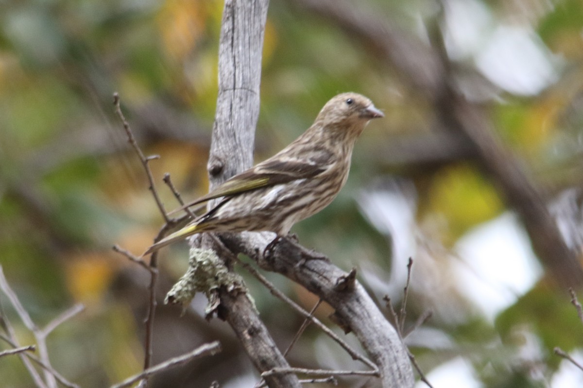 Pine Siskin - Louis Hoeniger