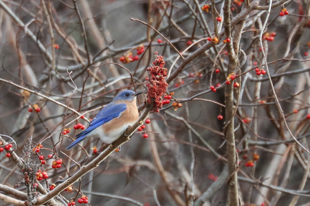 Eastern Bluebird - ML288532431