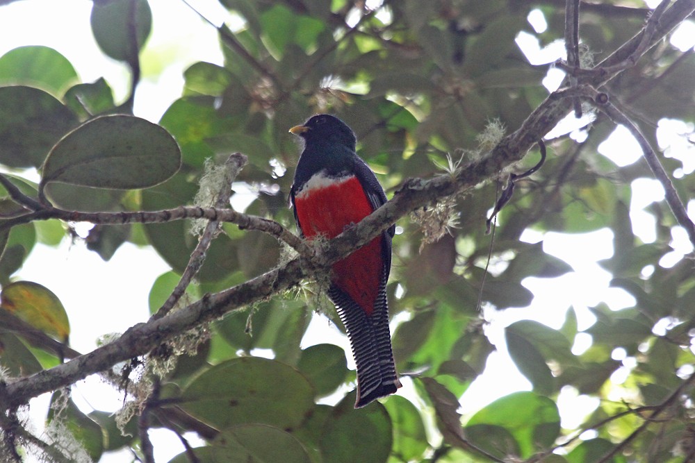 Collared Trogon - Brendan Ryan