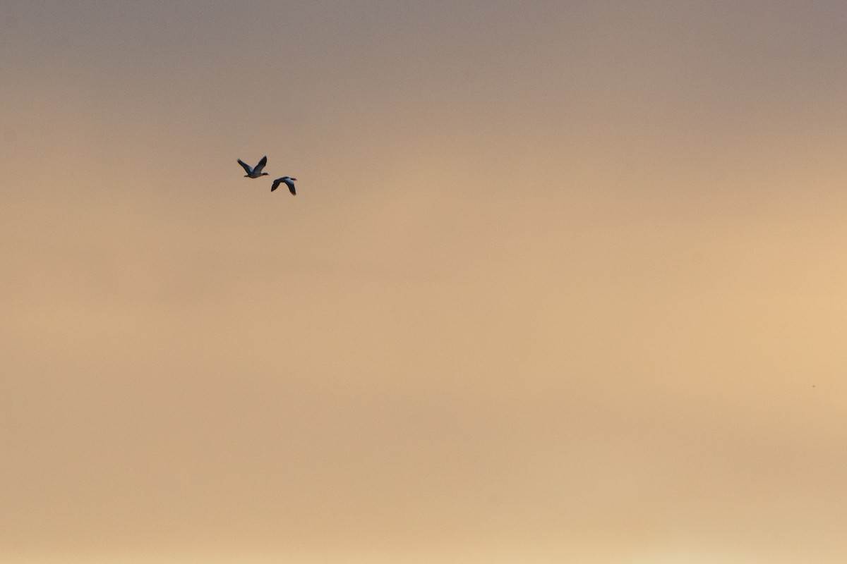 Egyptian Goose - Dan Owen