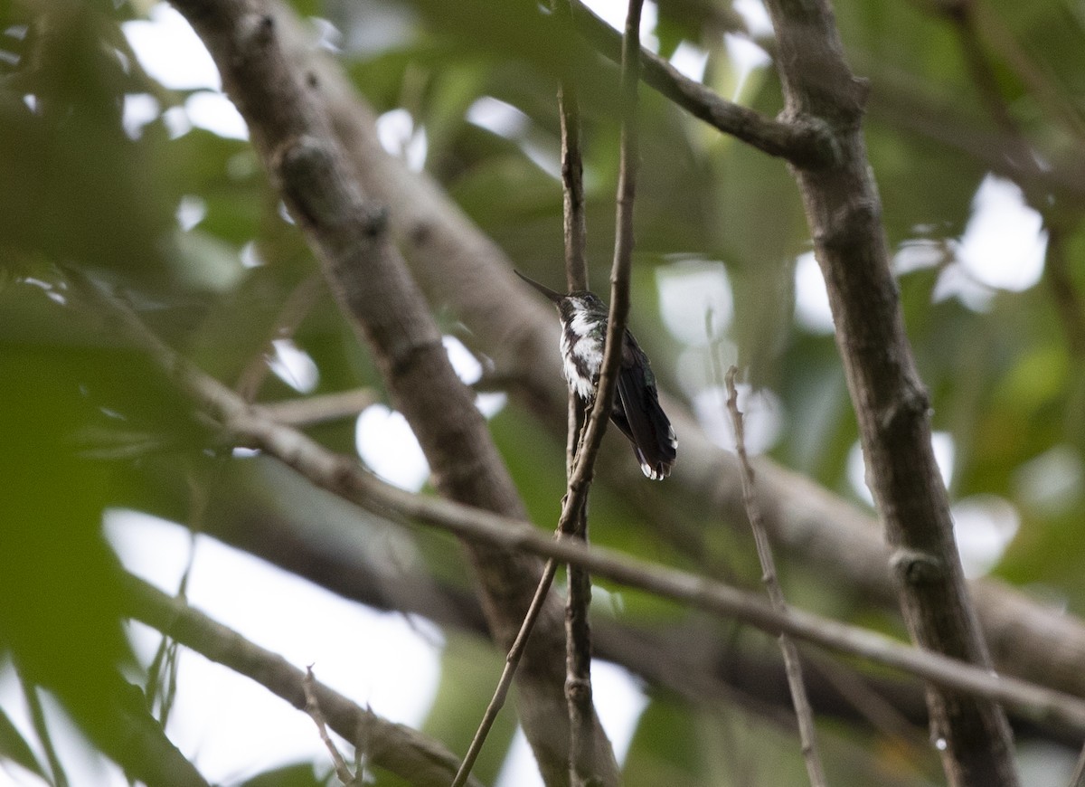 Fiery-tailed Awlbill - ML288536811