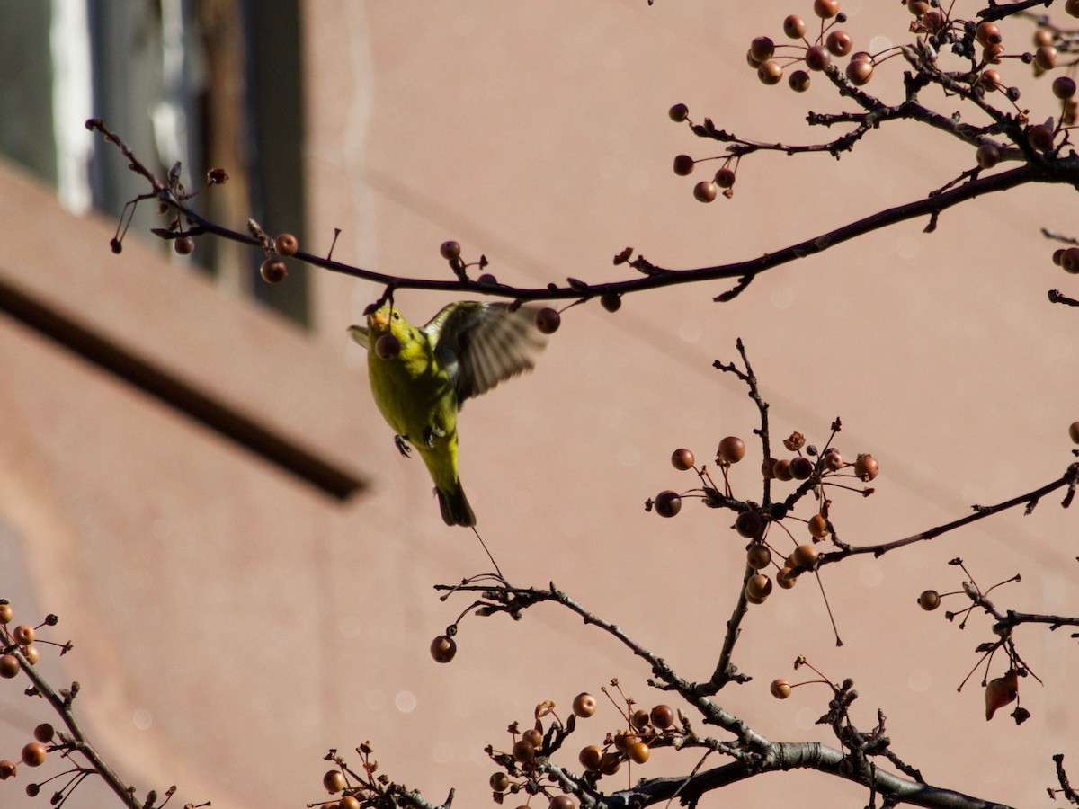 Western Tanager - ML288537211