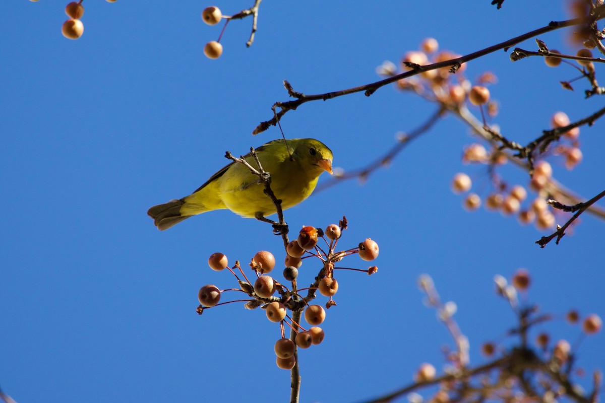 Western Tanager - ML288537251