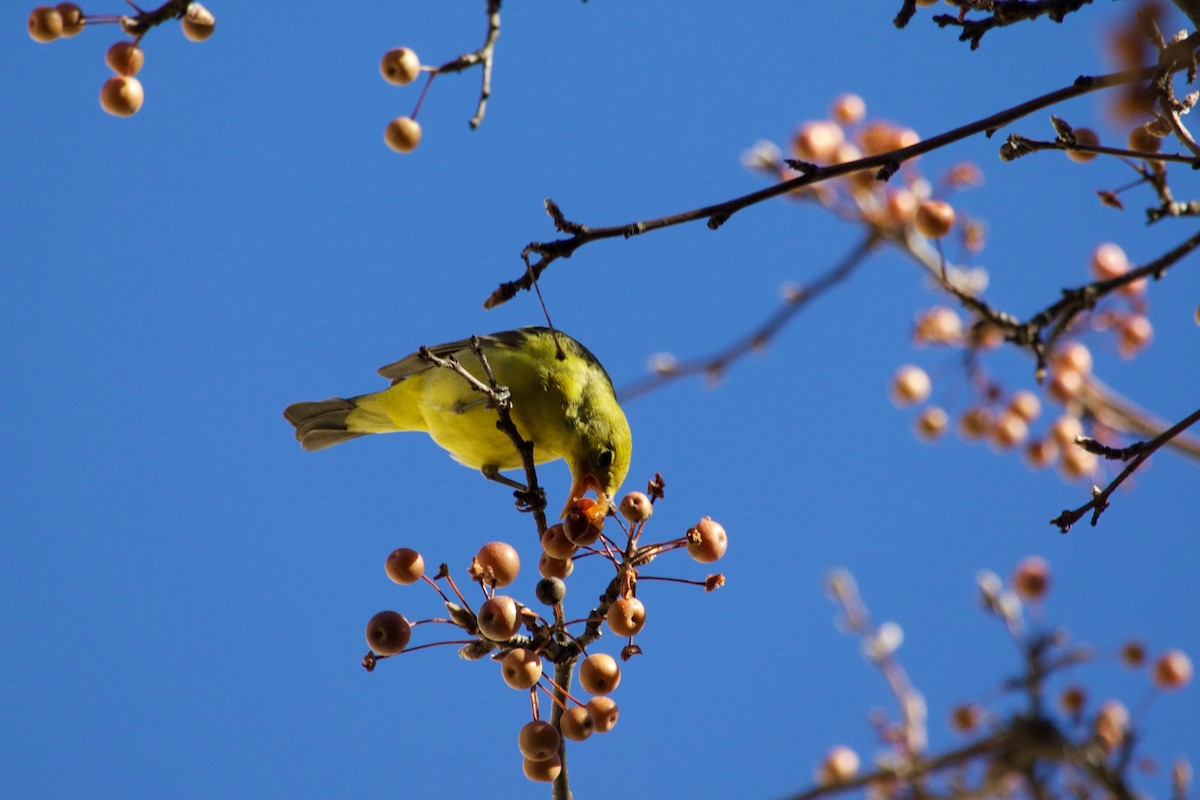 Western Tanager - ML288537261