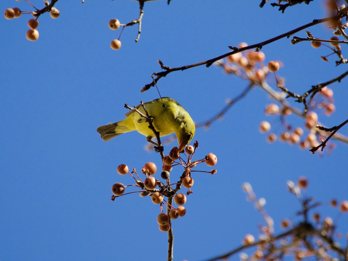 Western Tanager - ML288537271