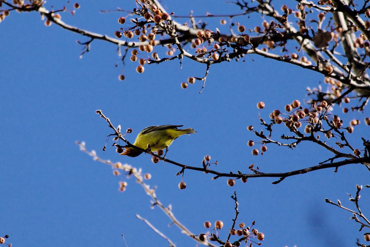 Western Tanager - ML288537281