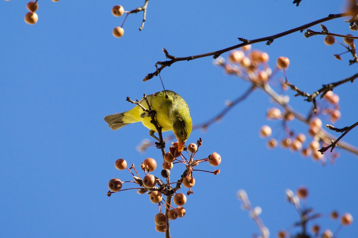 Western Tanager - ML288537301