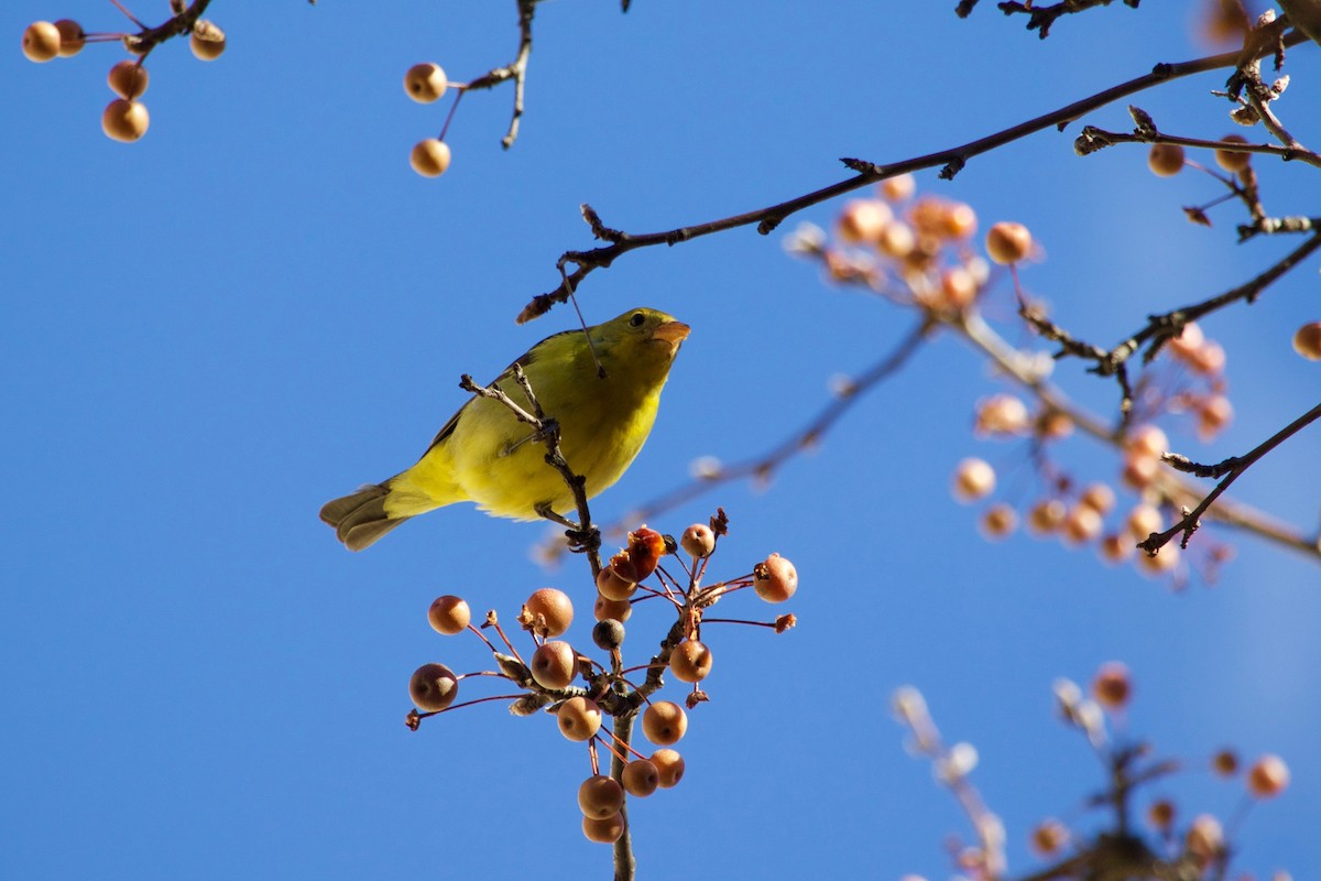 Western Tanager - ML288537311